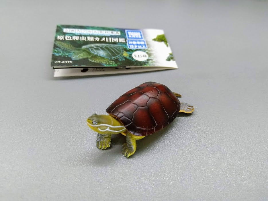 Tomy Takara 3D Tortoise Turtle Encyclopedia figure Yellow Pond Turtle Tortoise