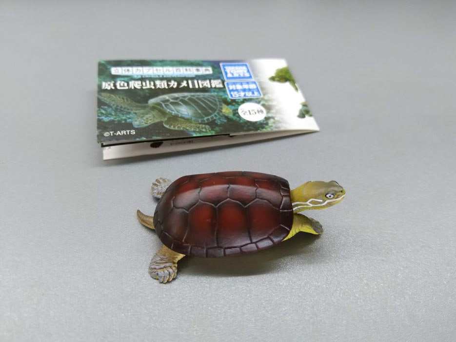 Tomy Takara 3D Tortoise Turtle Encyclopedia figure Yellow Pond Turtle Tortoise